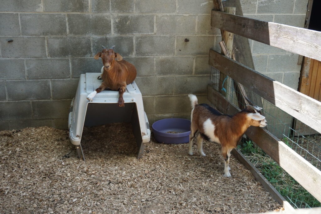 Two goats in a farm animal pen