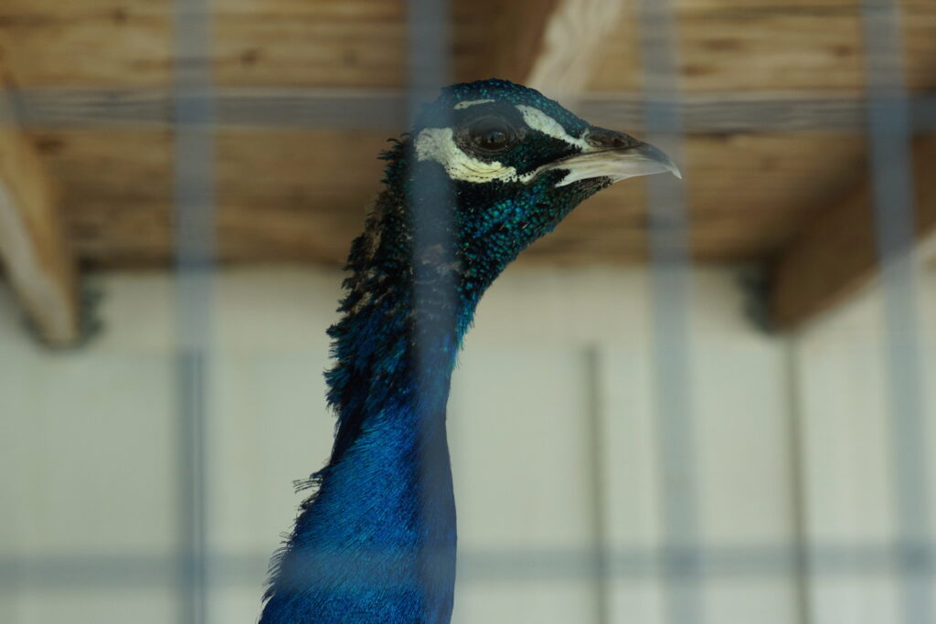 Close-up of a peacock's head and neck behind chicken wire