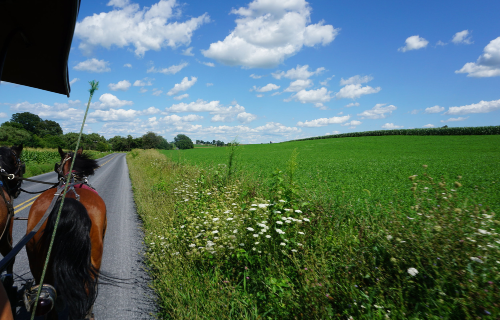 Horse attached to a carriage on a road with green grass to the side and blue sky above