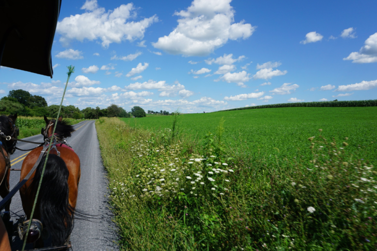 Horse attached to a carriage on a road with green grass to the side and blue sky above