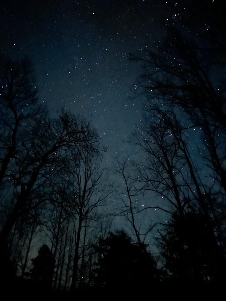 View of the night sky filled with stars and tall trees below it
