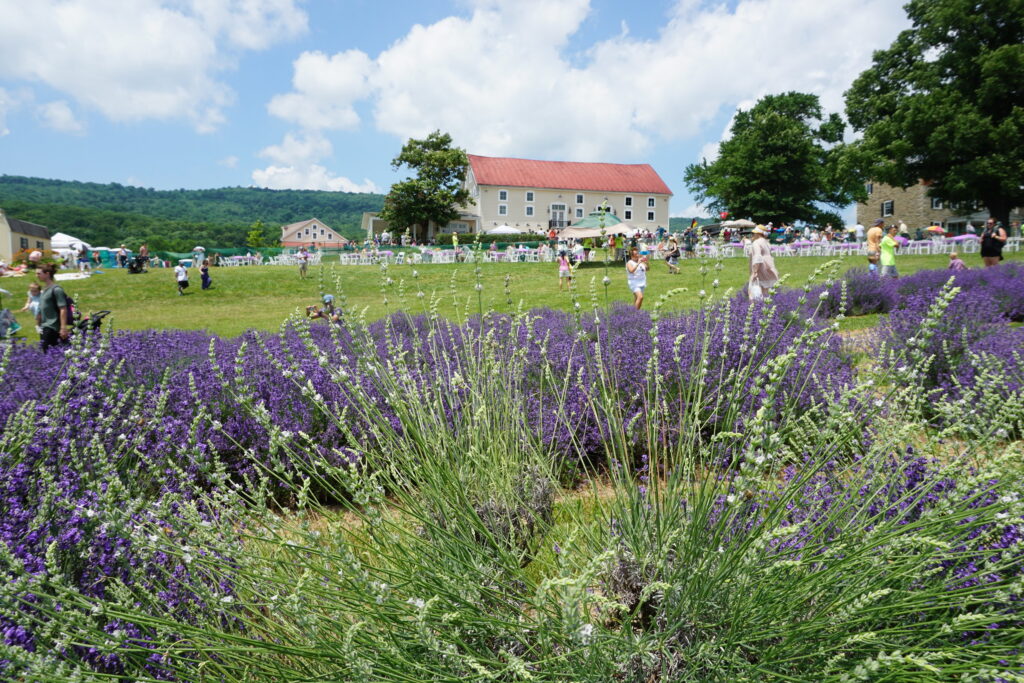 Row of lavender with a grassy field and winery and distillery building with a red roof for the Maryland Lavender Festival