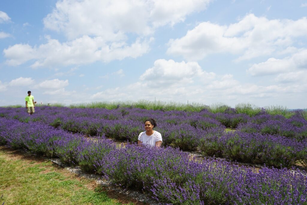 Woman sitting between rows of lavender at the Maryland Lavender Festival