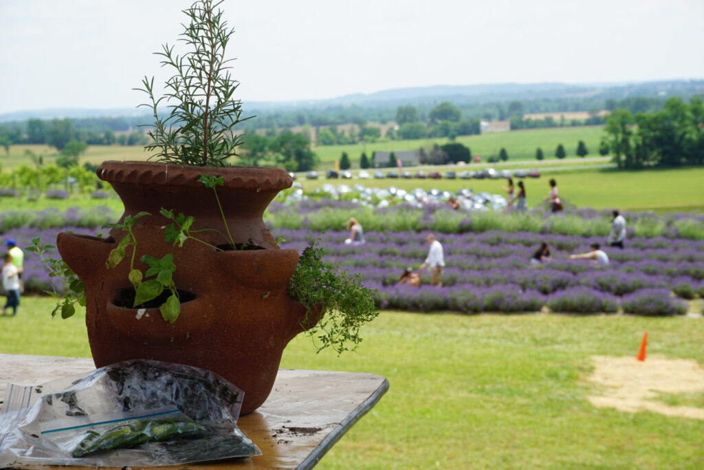 Planter growing herbs and a lavender field in the background